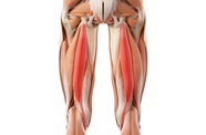 Hamstring Injuries Symptoms And Causes